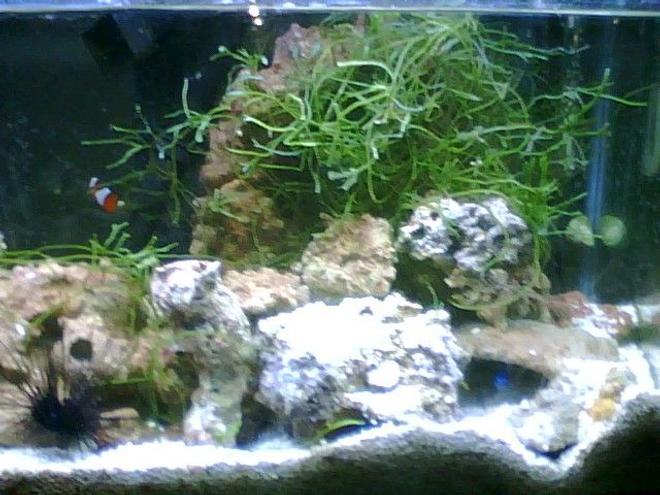 saltwater fish - amphiprion percula - true percula clownfish stocking in 55 gallons tank - heres the new tank shot