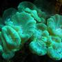 corals inverts - caulastrea furcata - candy cane coral stocking in 125 gallons tank - The same colony of Torch coral June 2008