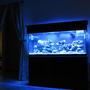 fish tank picture - My 55g euroreef cs80 skimmer koralia 2 29g sump 4x54w t5