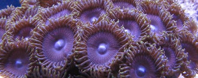 corals inverts - palythoa sp. - armegedon palys stocking in 55 gallons tank - palythoa