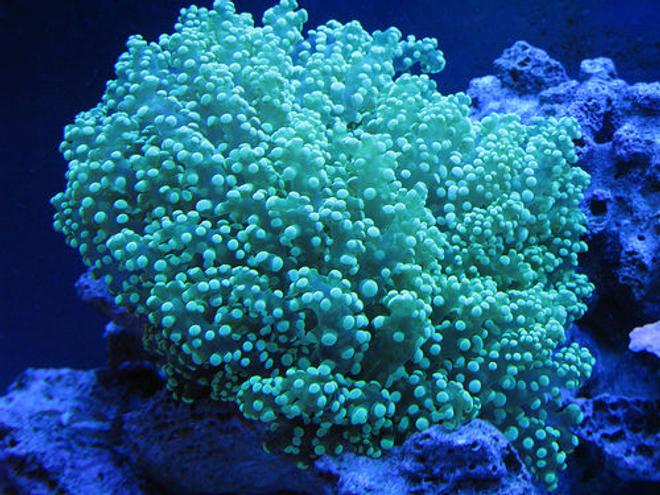 corals inverts - euphyllia paradivisa - frogspawn coral stocking in 55 gallons tank - frogspawn