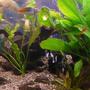 freshwater fish - melanotaenia boesemani - boesemani rainbow stocking in 75 gallons tank - side view