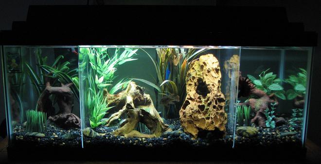 20 gallons planted tank (mostly live plants and fish) - 20-Gal. Long Semi-Aggressive Freshwater Tank