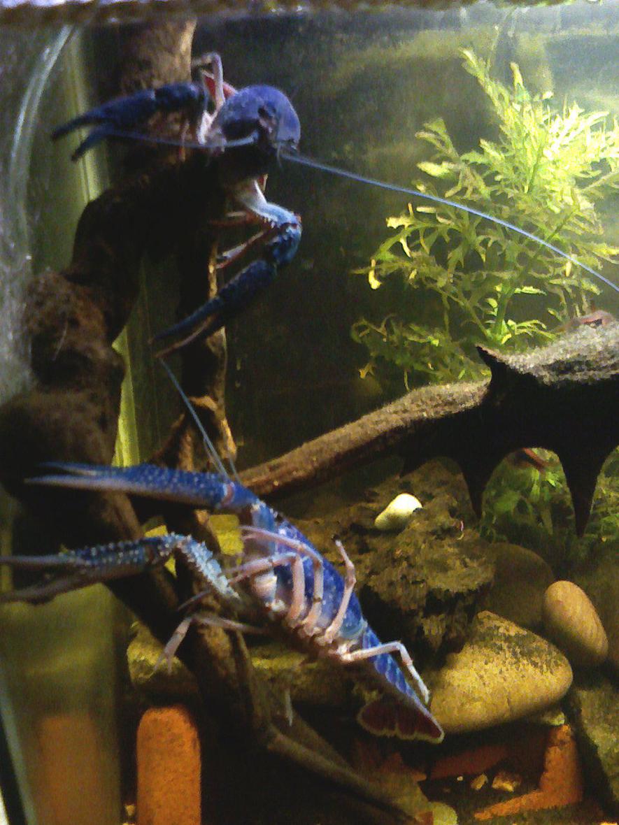 Rated #52: Corals Inverts - Procambarus Sp. - Hammers Cobalt Blue Lobster Stocking In 55 Gallons Tank - Climbing