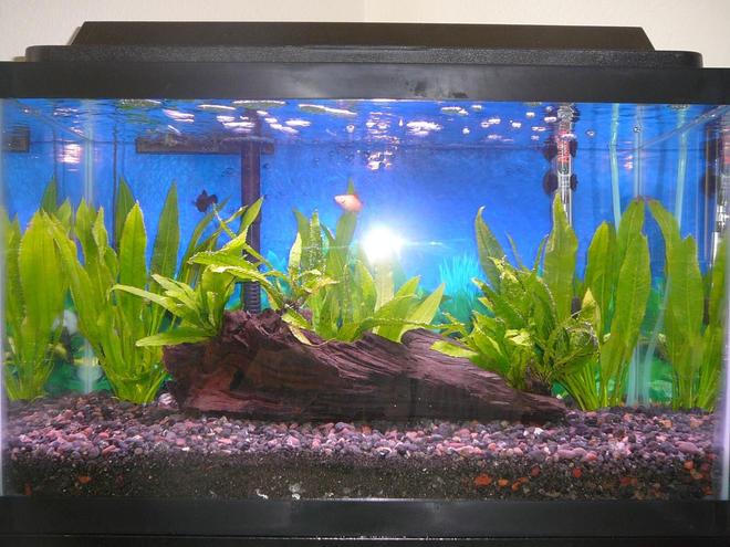 10 gallons planted tank (mostly live plants and fish) - 25 June 2008 (1 Balloon Molly, 1 Twin-bar Platy, Java Fern, Amazon Sword)