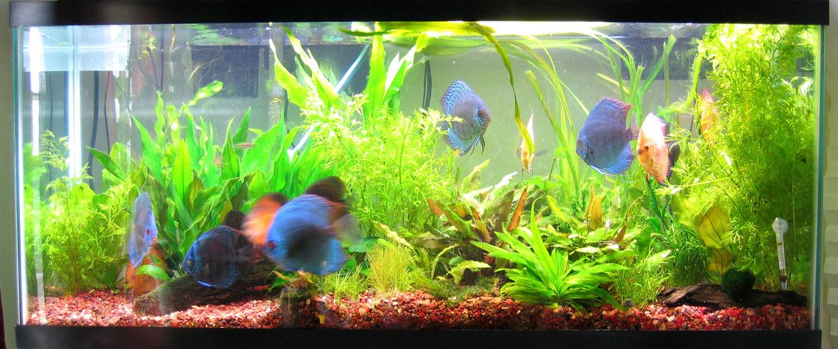 55 gallons freshwater fish tank (mostly fish and non-living decorations) - taken 06.27.08
