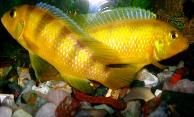 freshwater fish - labidochromis caeruleus - electric yellow cichlid stocking in 50 gallons tank - Male yellow Mbuna: Both had grown very big and had become terror for other fishes. Had to give them away.