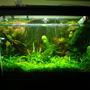 29 gallons planted tank (mostly live plants and fish) - 29 rimless