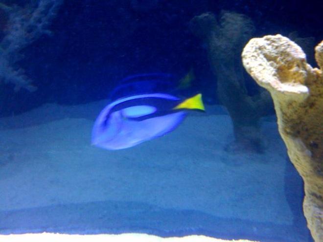 saltwater fish - paracanthurus hepatus - blue tang stocking in 125 gallons tank - Blue Tang