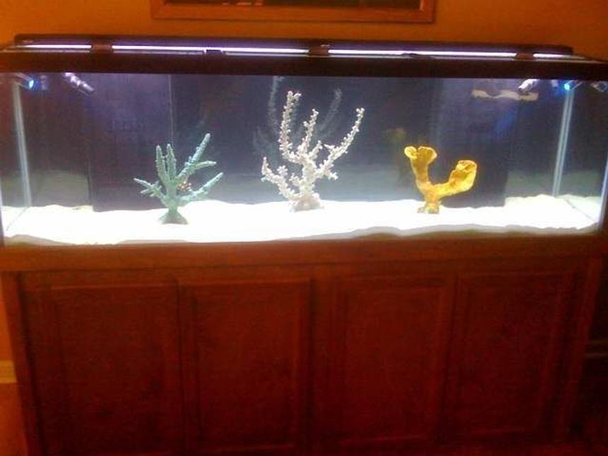 Rated #74: 125 Gallons Saltwater Fish Tank - 125 gallon