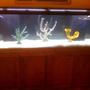 125 gallons saltwater fish tank (mostly fish, little/no live coral) - 125 gallon