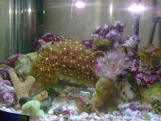 1 gallon reef tank (mostly live coral and fish) - 1.5 reef