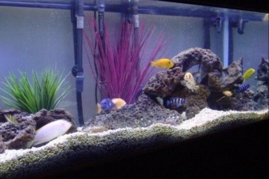 Rated #1202: 75 Gallons Freshwater Fish Tank - 75 Gallon Mixed African Cichlid