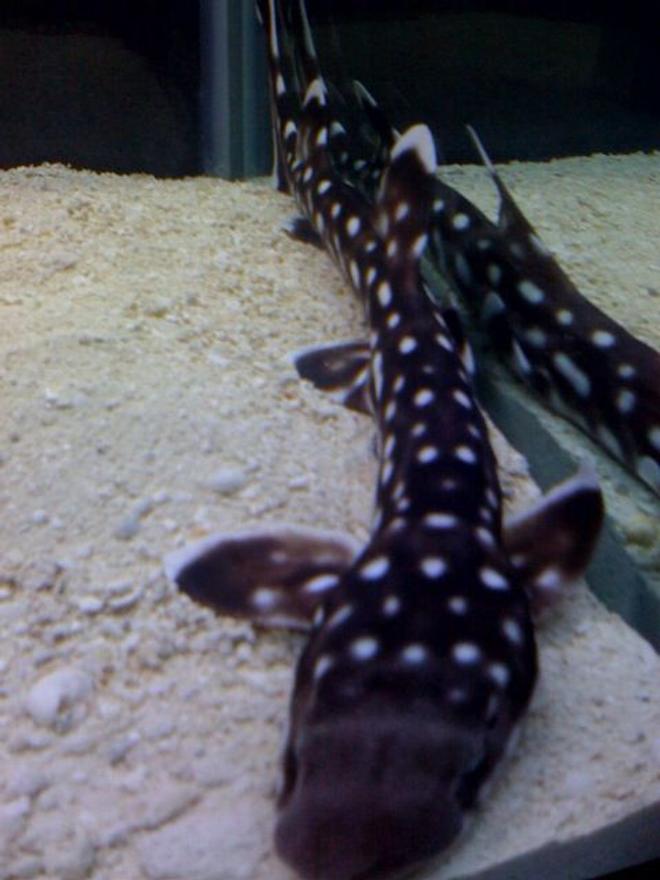 saltwater fish - chiloscyllium plagiosum - marbled bamboo cat shark stocking in 125 gallons tank - 15 inch marbled cat shark