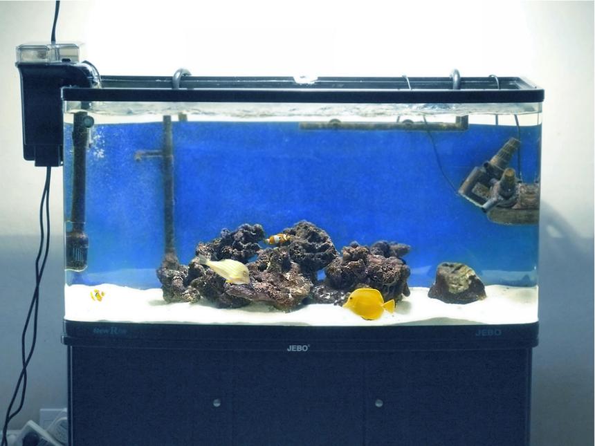 Rated #67: 60 Gallons Saltwater Fish Tank - My tank 2