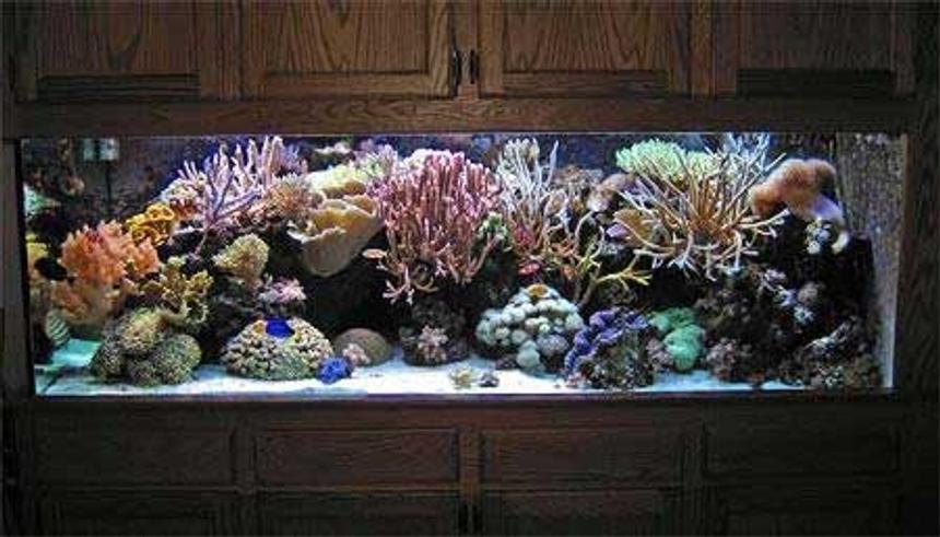 Rated #11: 55 Gallons Reef Tank - this is my 55 gallon  reef tank