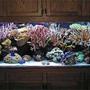 55 gallons reef tank (mostly live coral and fish) - this is my 55 gallon reef tank