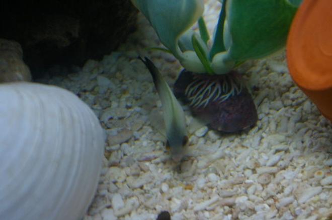 saltwater fish - centropyge vroliki - half black angelfish stocking in 40 gallons tank - look how skinny my half-black angel is.