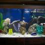 40 gallons saltwater fish tank (mostly fish, little/no live coral) - full tank pic now look how bright it is.