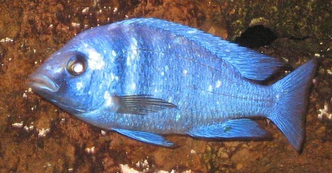 freshwater fish - placidochromis sp. ''phenochilus tanzania'' stocking in 75 gallons tank - Placidochromes phenochilus "Tanzania" Just starting to show silver spots at 16 months