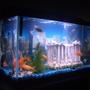 fish tank picture - This is my tank
