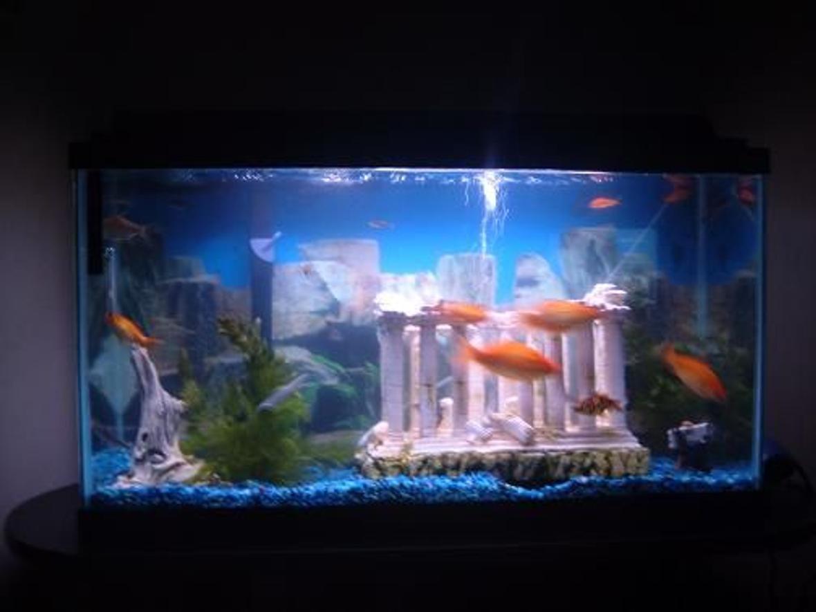 40 gallons freshwater fish tank (mostly fish and non-living decorations) - Another Angle