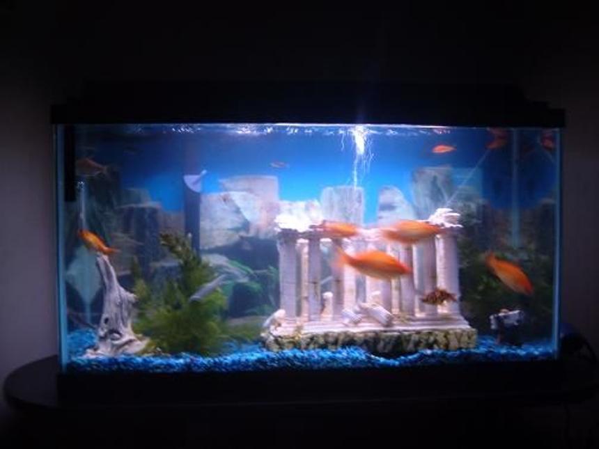 Rated #3738: 40 Gallons Freshwater Fish Tank - Another Angle