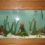 65 gallons freshwater fish tank (mostly fish and non-living decorations) - this is my 90 gallon freshwater tank. it is an all glass aqarium. it has 4 floresecent compact lights in canopy. im running a 350 magnum, with also a hang on tank HOT marineland.