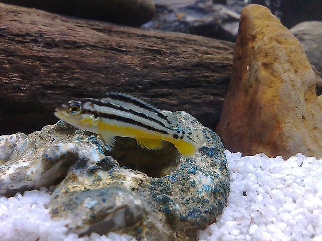 freshwater fish - melanochromis auratus - auratus cichlid stocking in 20 gallons tank - cichlid