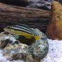 freshwater fish - melanochromis auratus - auratus cichlid stocking in 20 gallons tank - cichlid