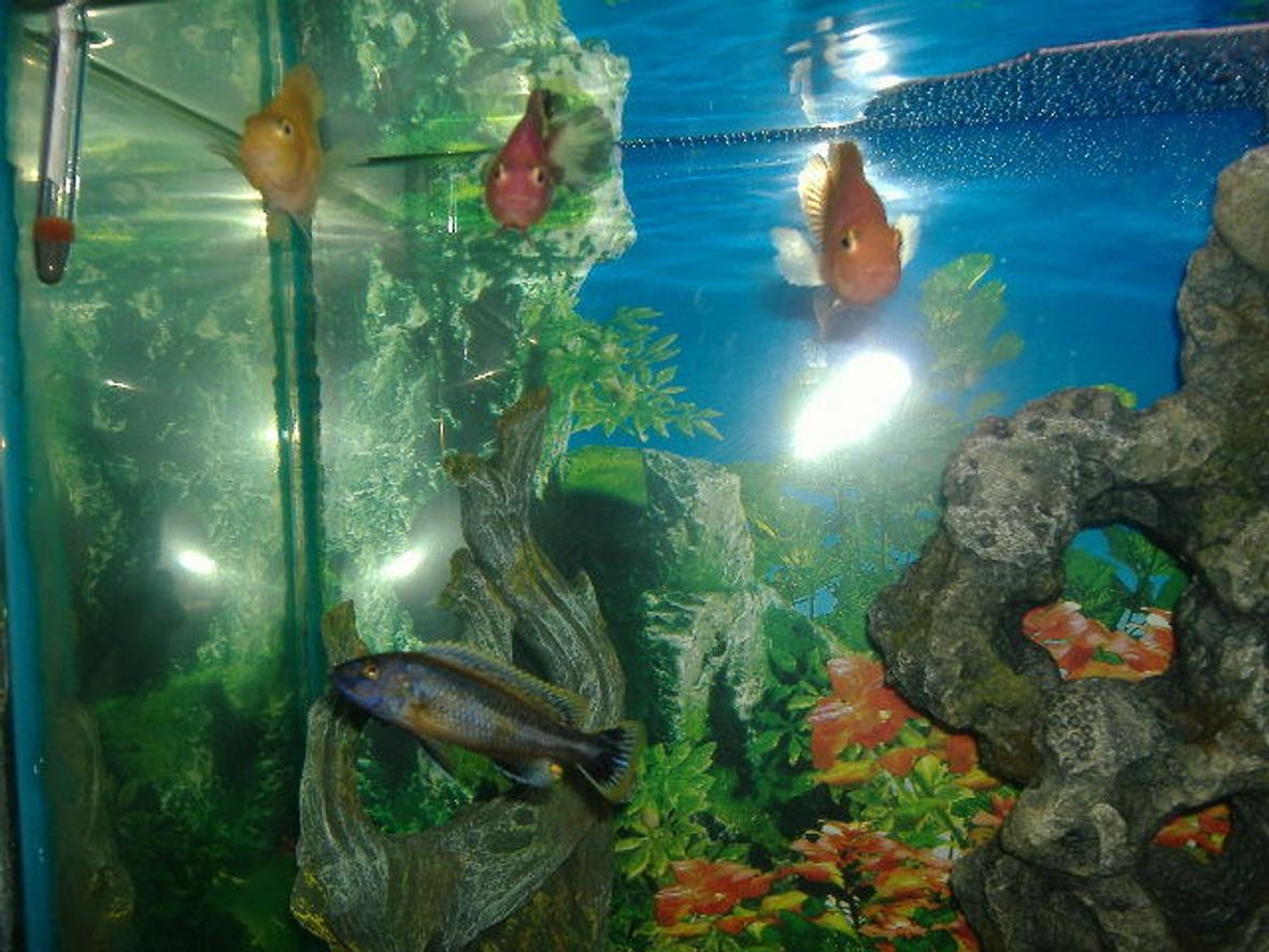 30 gallons freshwater fish tank (mostly fish and non-living decorations) - new chiclid project