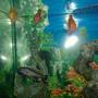 30 gallons freshwater fish tank (mostly fish and non-living decorations) - new chiclid project