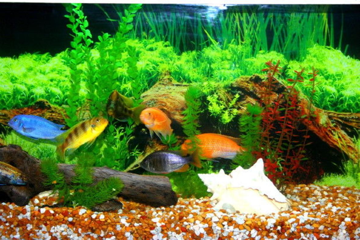 55 gallons freshwater fish tank (mostly fish and non-living decorations) - 55 gal Tank was a gift from a friend. The lighting is custom made with the help of home depot. Two 4ft 5050 bulbs. 30lbs of gravell so everyone can dig big holes. Driftwood is from Canaveral Nation Seashore, I boiled it and cleaned it.