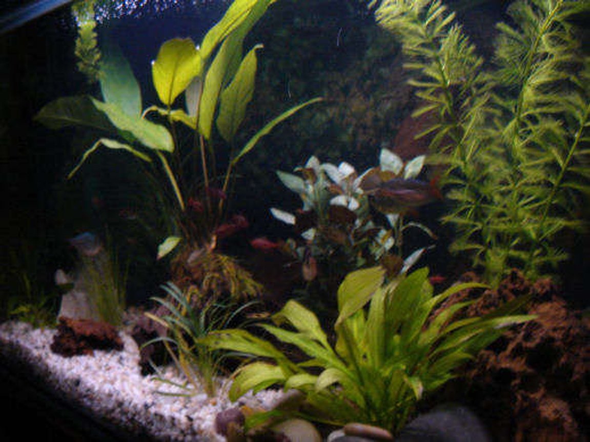 20 gallons freshwater fish tank (mostly fish and non-living decorations) - My Aquarium! Getting a better pic soon!