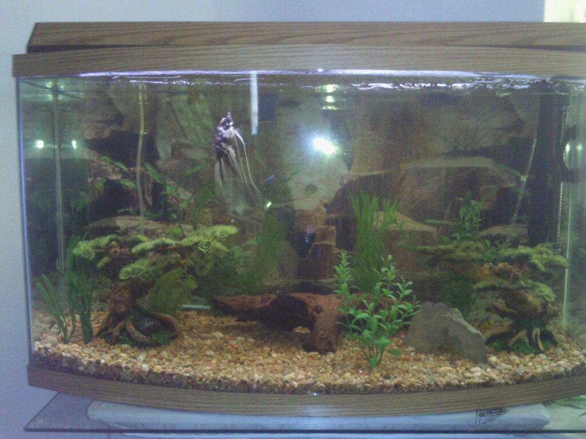 46 gallons freshwater fish tank (mostly fish and non-living decorations) - 46 gallon bowface fresh water aquarium.