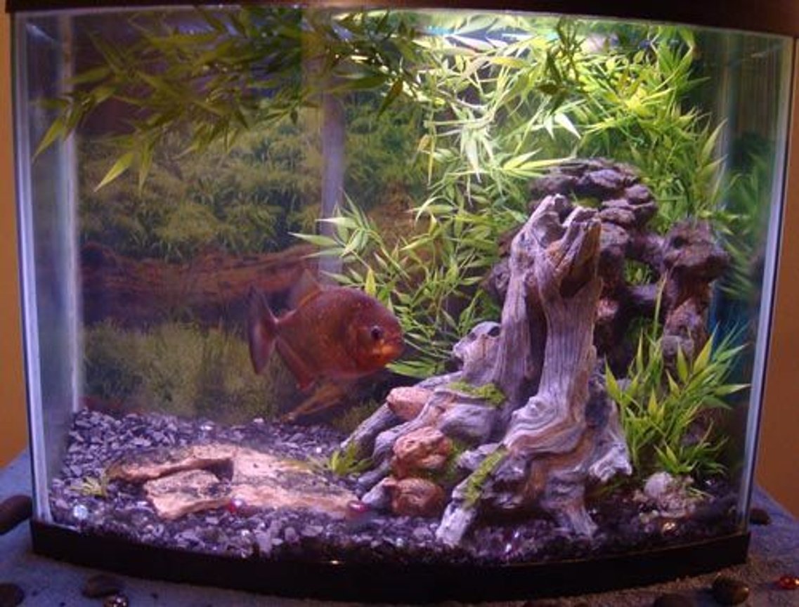 30 gallons freshwater fish tank (mostly fish and non-living decorations) - Piranha tank.