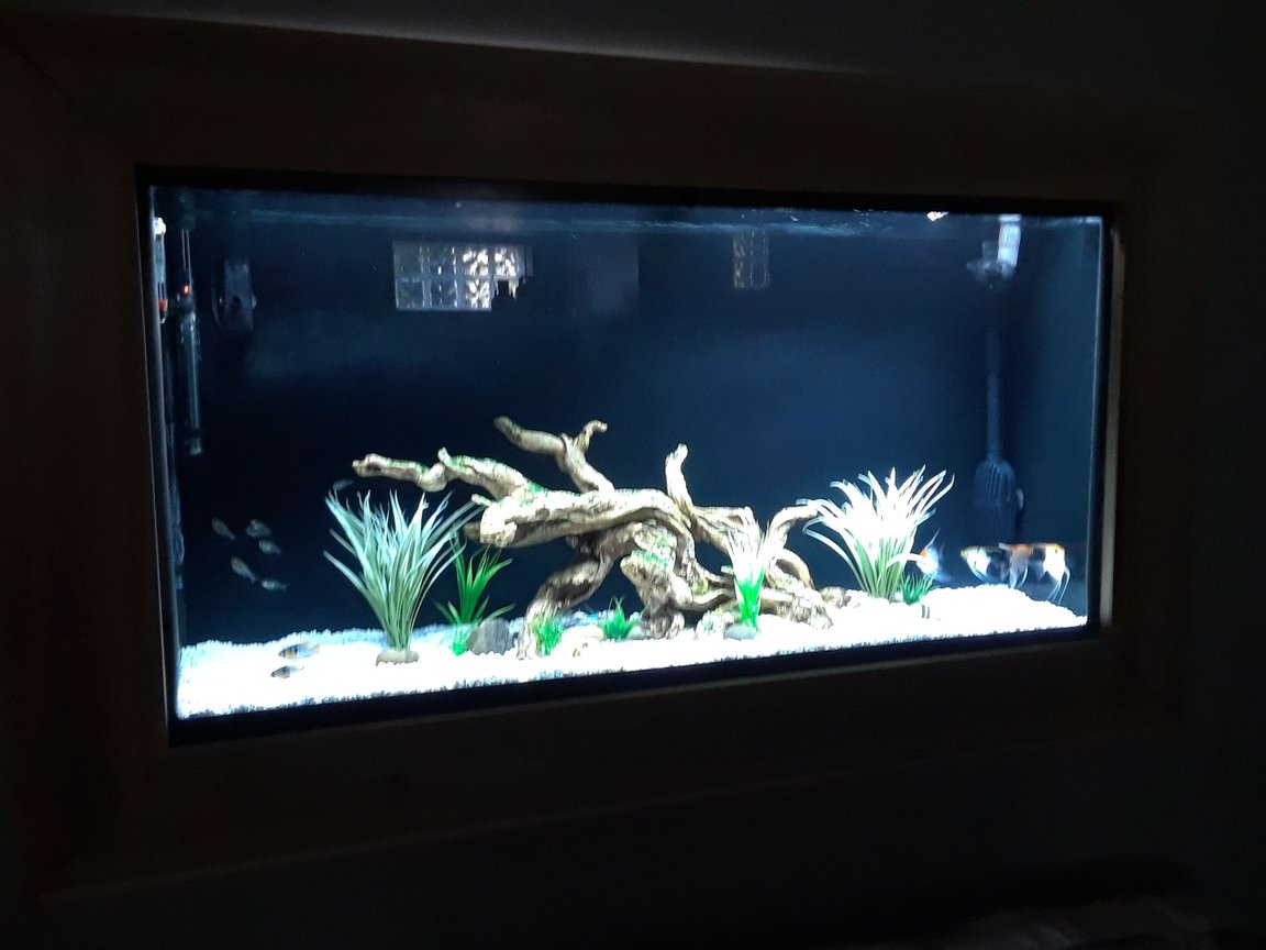 100 gallons freshwater fish tank (mostly fish and non-living decorations) - 60 gallon wall tank