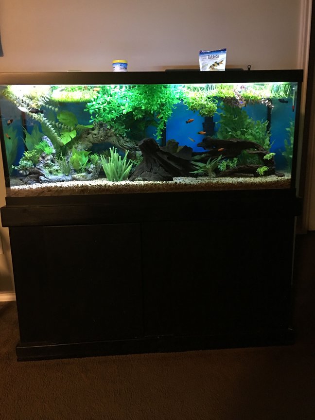 Photo 1 Entire Tank Dalmatian Molly Mickey Mouse Platy