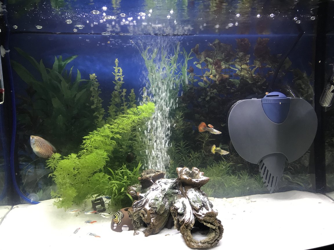 20 gallons freshwater fish tank (mostly fish and non-living decorations) - New tank