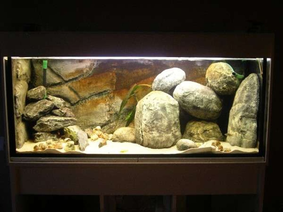 65 gallons freshwater fish tank (mostly fish and non-living decorations) - Tanganyika nr two, DIY, hollow rocks.