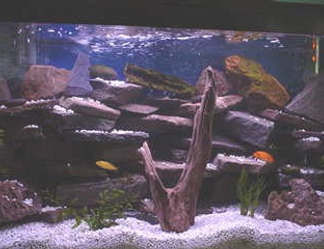 33 gallons freshwater fish tank (mostly fish and non-living decorations) - I love Chiclid tanks, espescially ones that are heavly planted and have numerouse rock outcrops and caves.