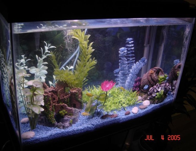 20 gallons freshwater fish tank (mostly fish and non-living decorations) - 1st tank ever, 4 yellow labs, 2 corydoras