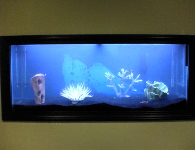 55 gallons freshwater fish tank (mostly fish and non-living decorations) - My new fish tank in my wall installed by yours truley...Any suggestions are welcome