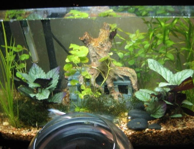 12 gallons freshwater fish tank (mostly fish and non-living decorations) - 12g Eclipse with Mr. Nibs, the betta, and Hidey & Bungie, the flatulent dojo loaches, and Bouncey the ADF.