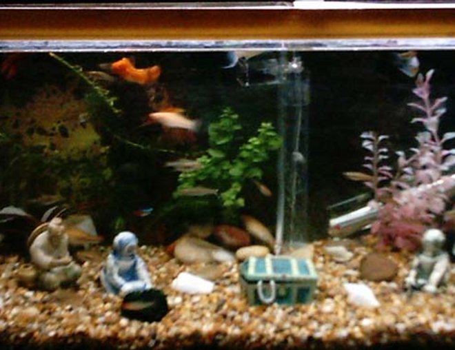25 gallons freshwater fish tank (mostly fish and non-living decorations) - im new to this but i would like to customise it as much as possible but still make it unique spacious and bright