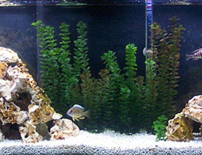 55 gallons freshwater fish tank (mostly fish and non-living decorations) - my cichlid tank