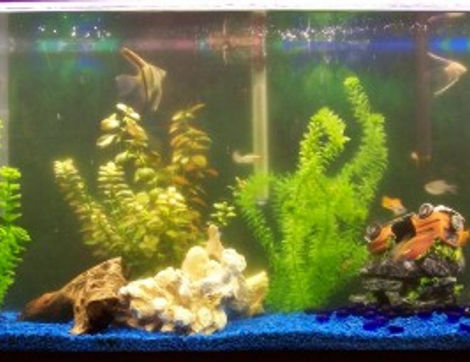 38 gallons freshwater fish tank (mostly fish and non-living decorations) - My 38 gal tank with 24 fish and a couple of plants some fake tell me what you think.