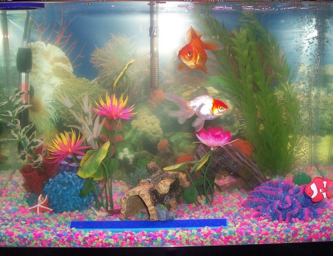 20 gallons freshwater fish tank (mostly fish and non-living decorations) - 20 gal, w/ two goldfishes and two plecos