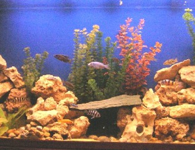 100 gallons freshwater fish tank (mostly fish and non-living decorations) - African Community