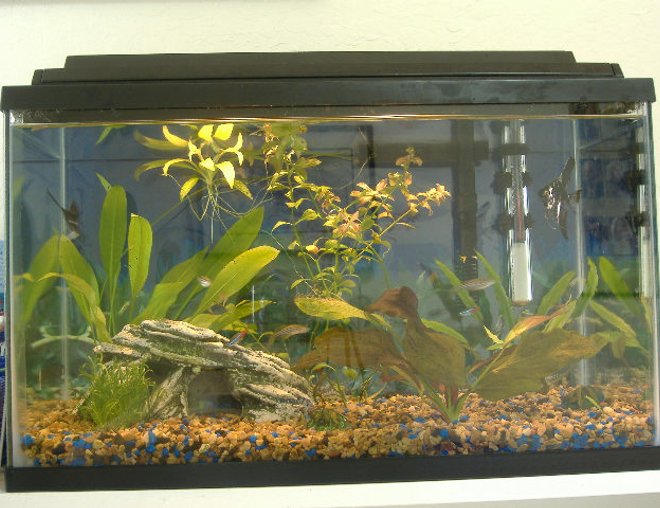 10 gallons freshwater fish tank (mostly fish and non-living decorations) - 10 gal tank, 2 angelfish, 3 neons, 3 danios, 1 pleco